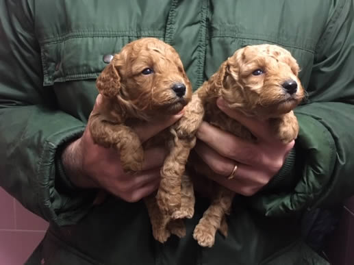 Cucciolata Barboni 23/11/2019