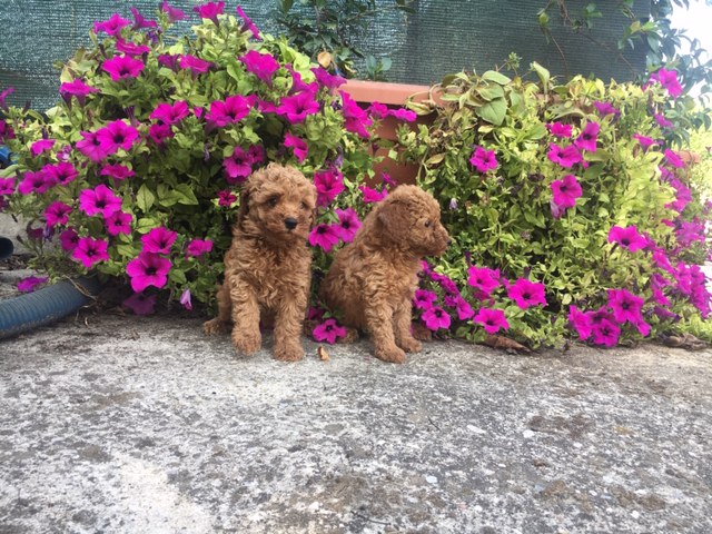 Cucciolata Barboni 26/06/2019