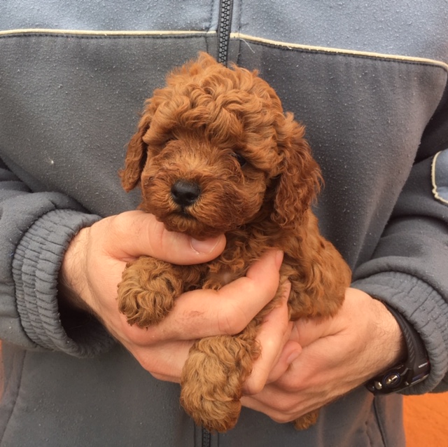 Cucciolata Barboni 20/04/2019