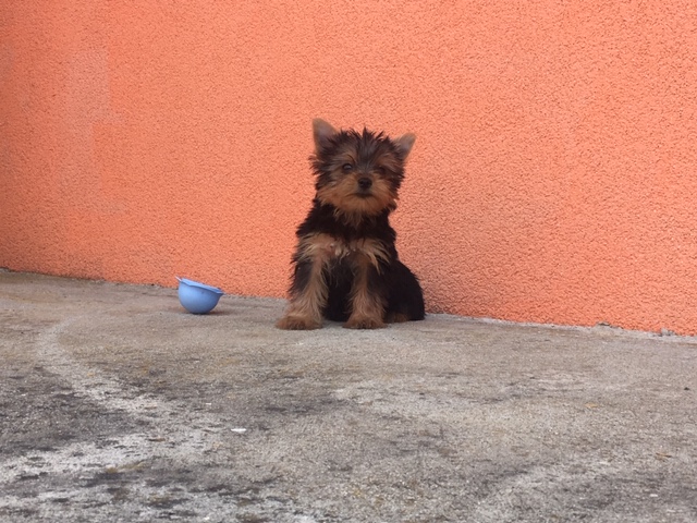 Cucciolata Yorkshire Terrier 12/05/2019