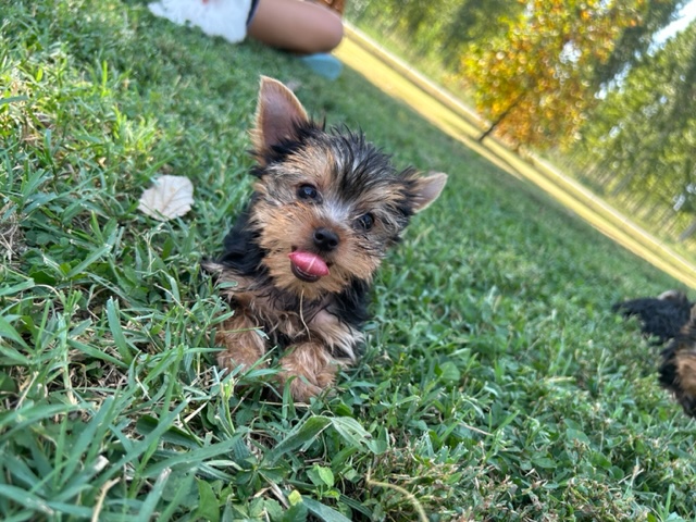 Cucciolata Yorkshire Terrier 13/06/2023