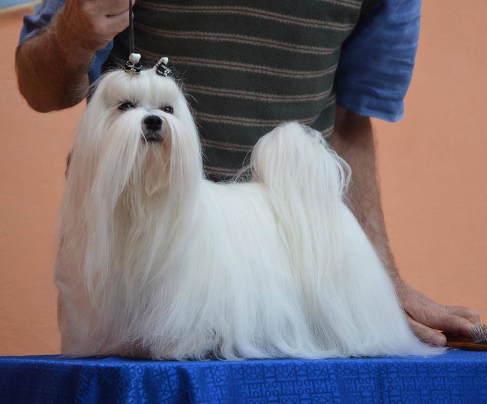 Cucciola Maltese 10/02/2018