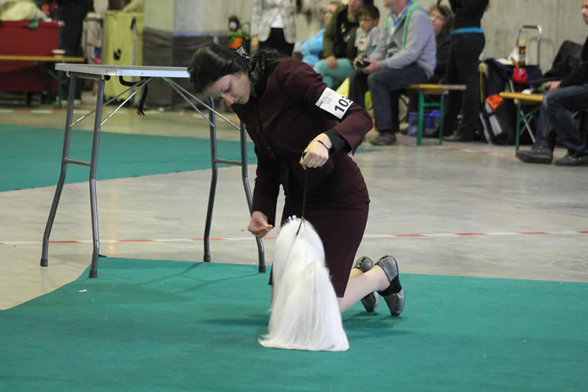 Ch. Candlewyck  of Stars (aka Spider) Allevamento dei Prati Verdi