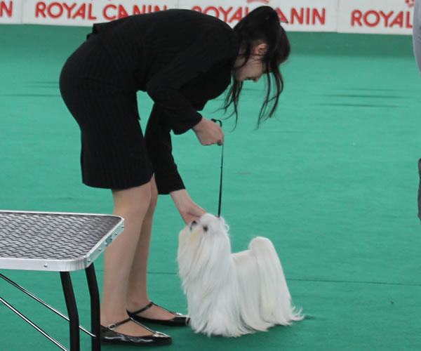 Ch. Candlewyck  of Stars (aka Spider) Allevamento dei Prati Verdi