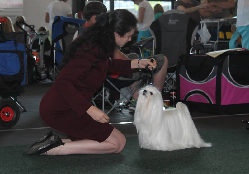 Ch. Candlewyck  of Stars (aka Spider) Allevamento dei Prati Verdi