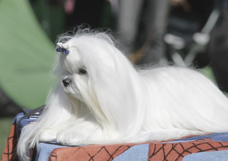 Ch. Candlewyck  of Stars (aka Spider) Allevamento dei Prati Verdi