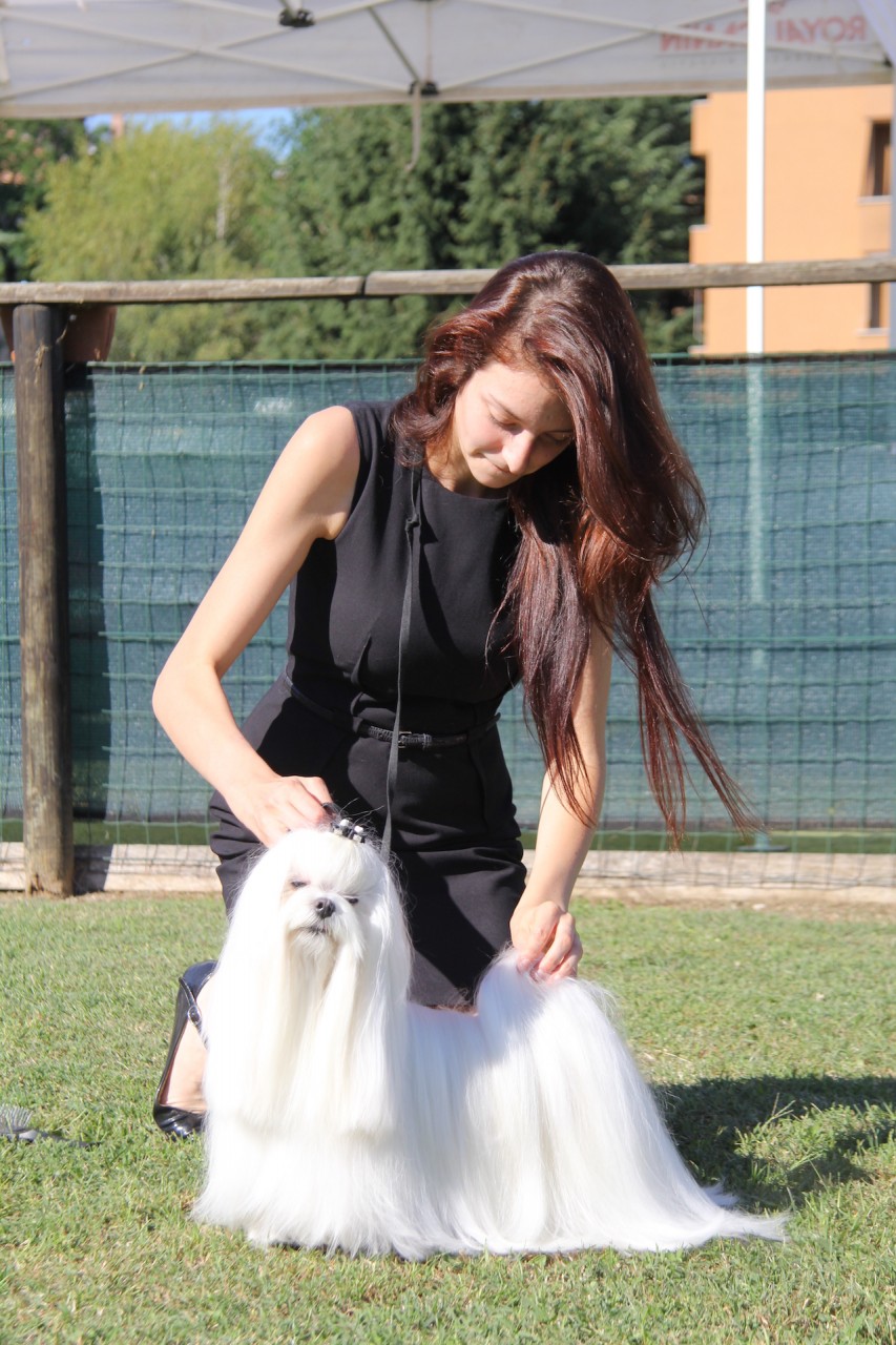 Ch. Candlewyck  of Stars (aka Spider) Allevamento dei Prati Verdi