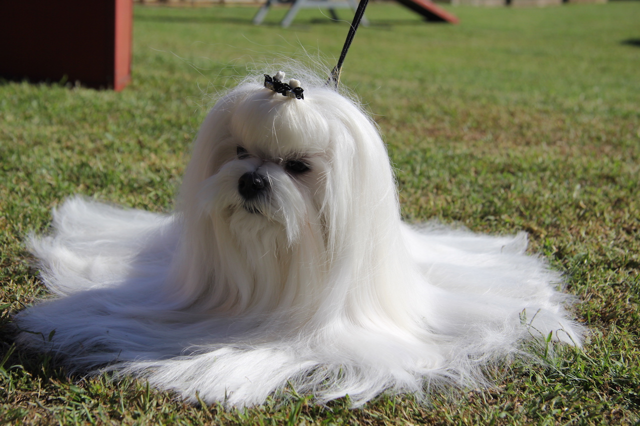Ch. Candlewyck  of Stars (aka Spider) Allevamento dei Prati Verdi