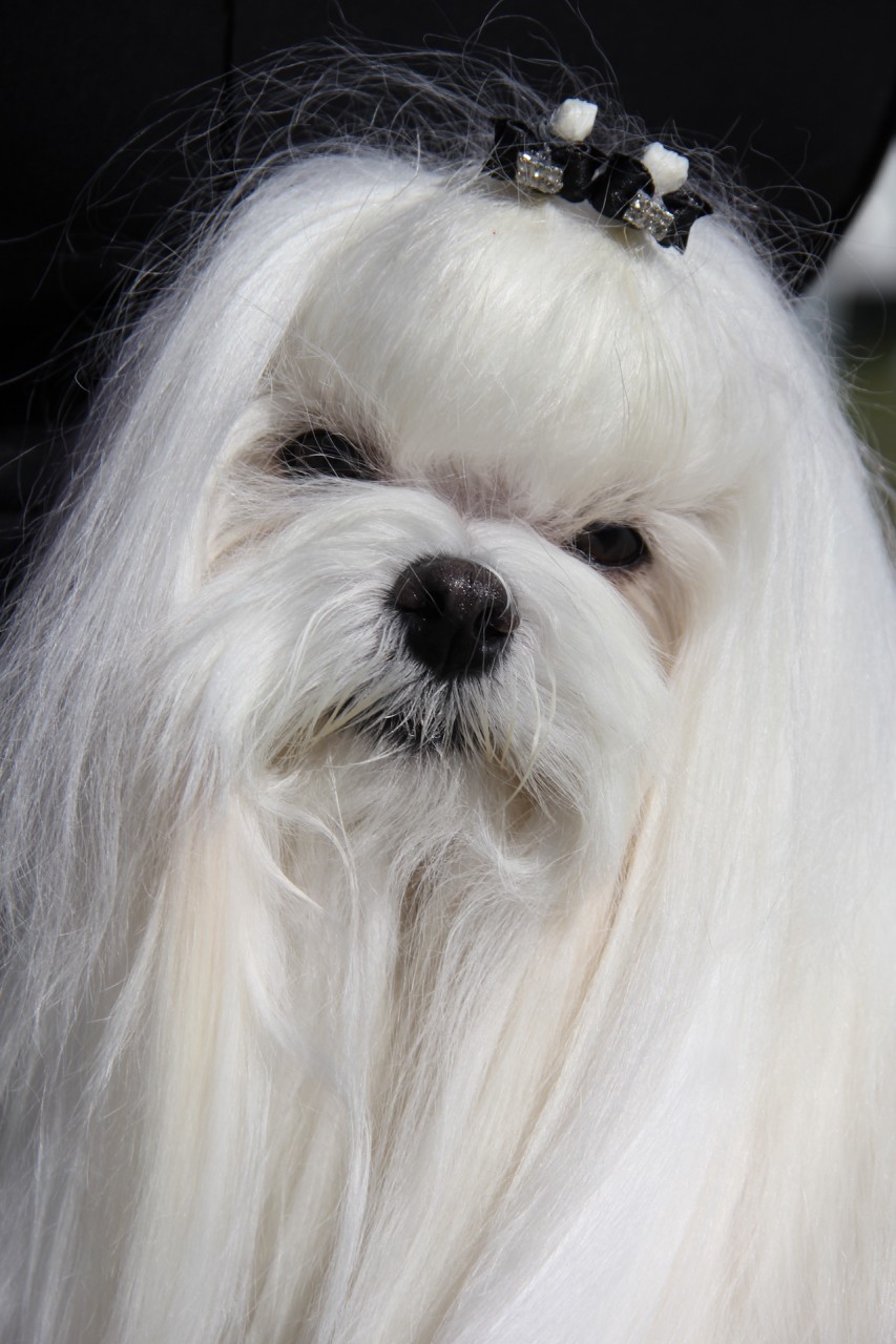 Ch. Candlewyck  of Stars (aka Spider) Allevamento dei Prati Verdi