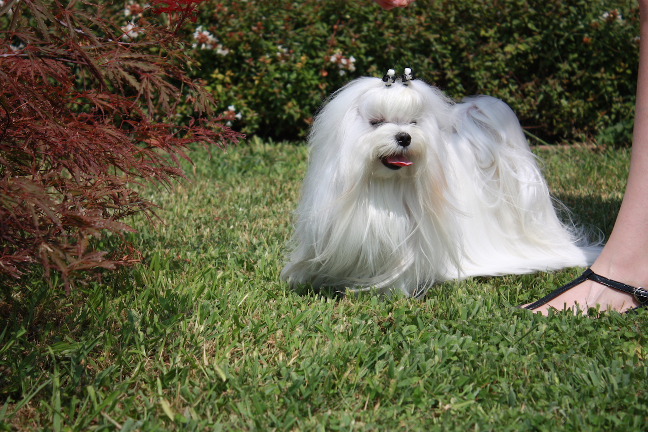 Ch. Candlewyck  of Stars (aka Spider) Allevamento dei Prati Verdi