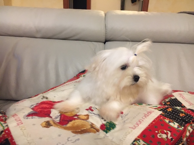 Cucciolo Maltese 13/06/2019