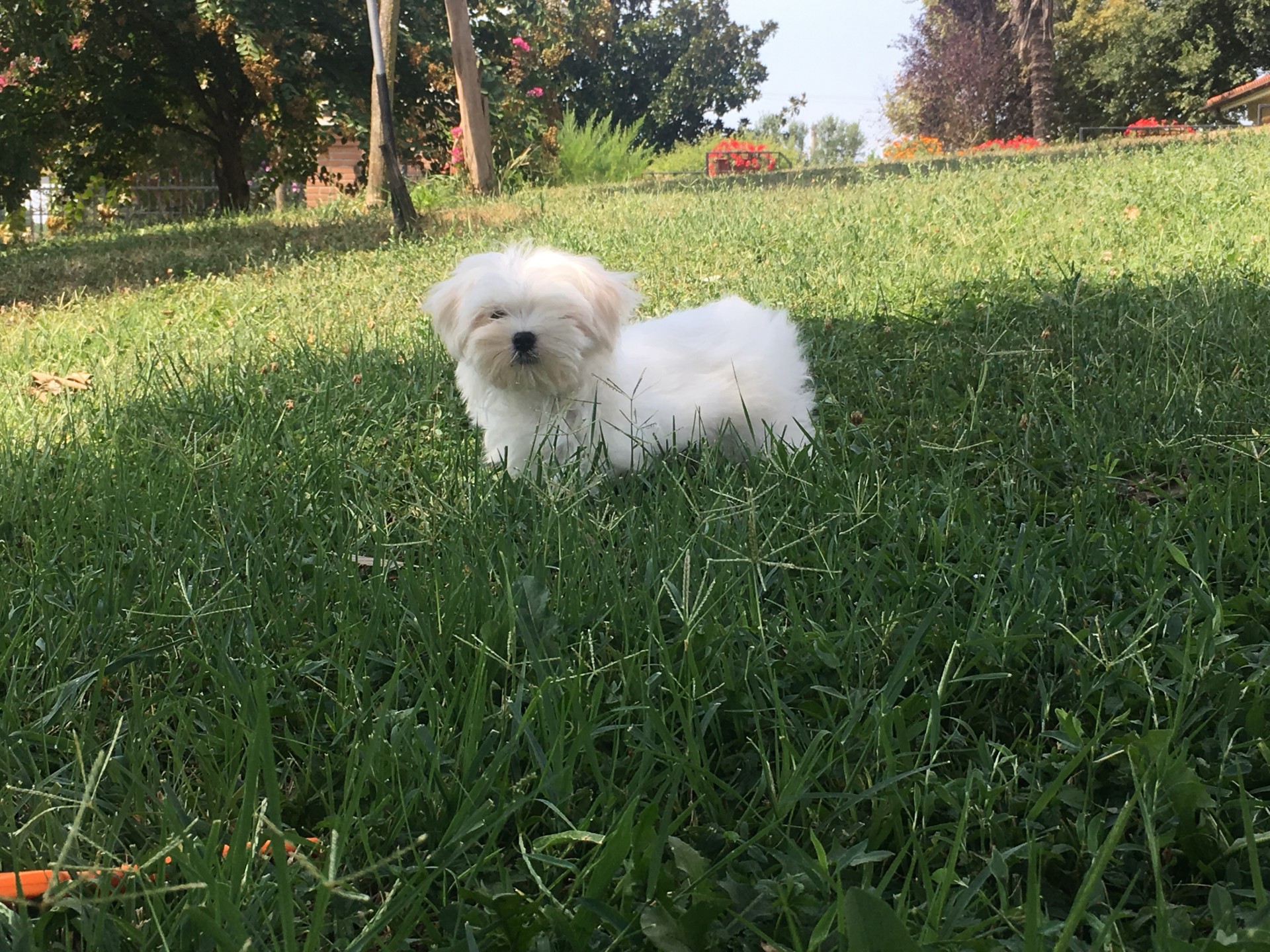 Cucciolata Maltesi 08/05/2018