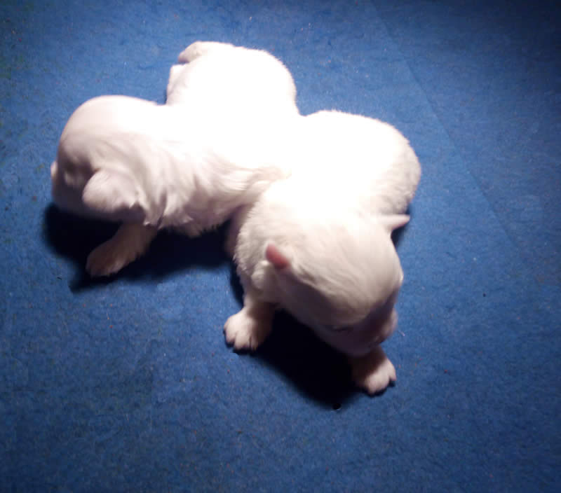 Cucciolata Maltesi 06/01/2018