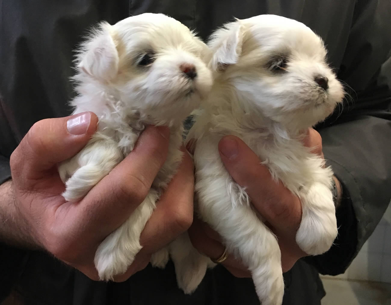 Cucciolata Maltesi 29/03/17