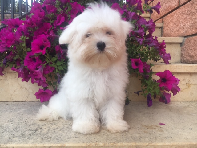 Cucciolata Maltesi 14/04/2019