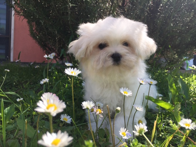 Cucciolata Maltesi 16/03/2019