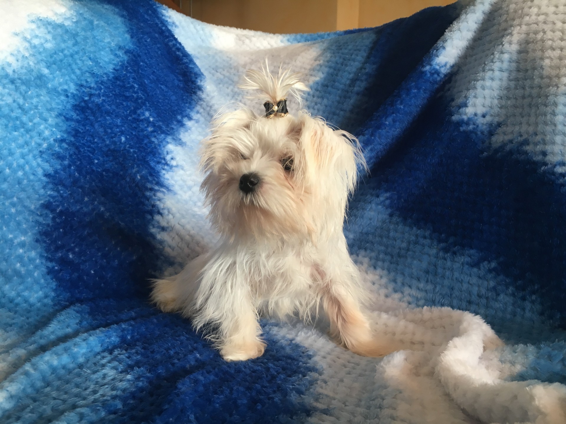 Cucciolo Maltese 17/07/2017