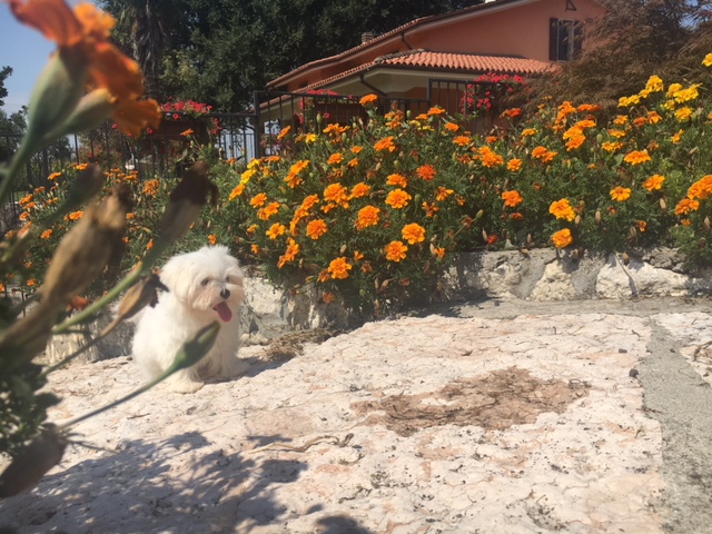 Cucciolata Maltesi 14/05/2018