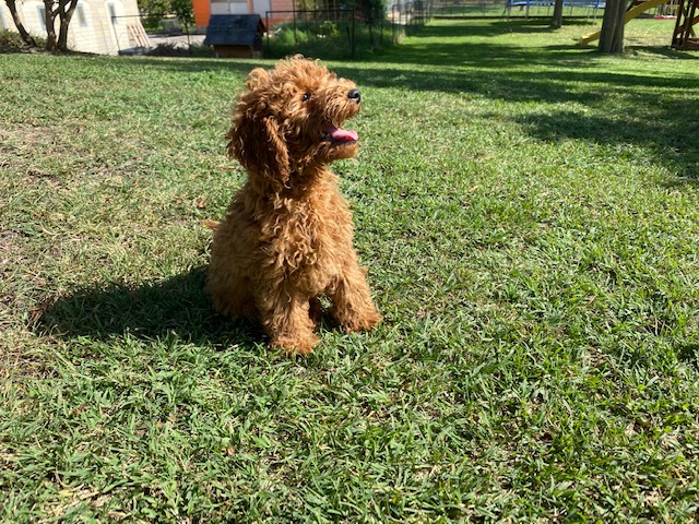 Cucciolata Barbone Nano 24/06/2022