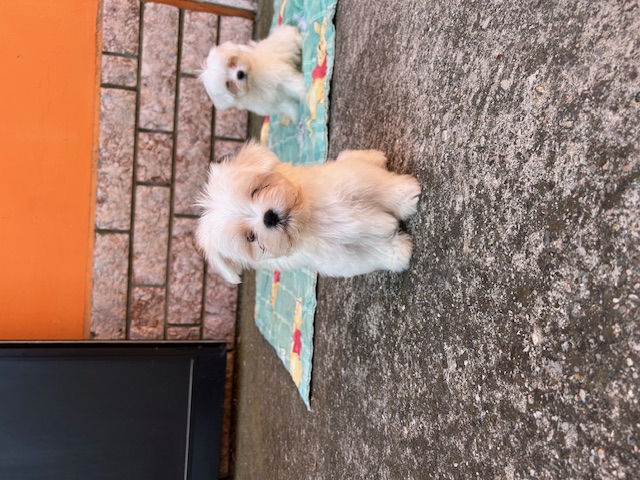 Cucciolata Maltese 04/08/2025