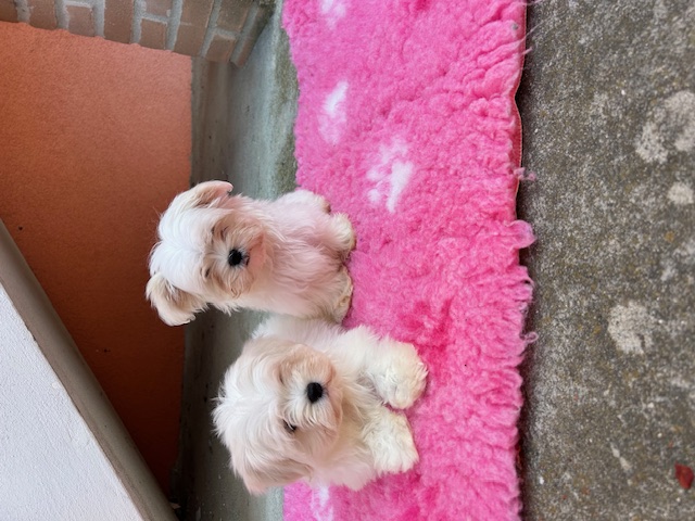 Cucciolata Maltese 03/08/2025