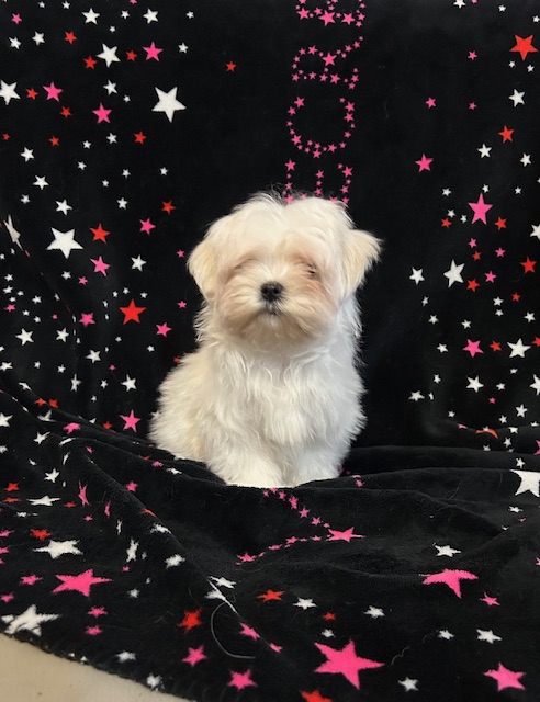 Cucciolata Maltese 04/09/2025