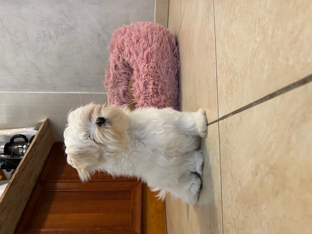 Cucciolata Maltese 22/11/2025
