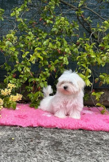 Cucciolata Maltese 12/01/2026