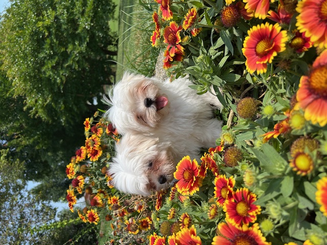 Cucciolata Maltese 21/03/2025