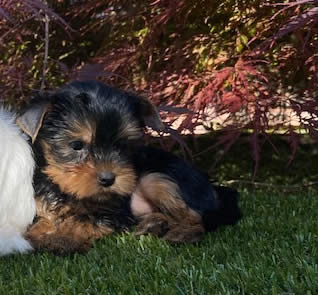 Cucciolata Yorkshire Terrier 26/03/2022