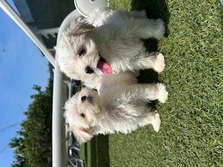Cucciolata Maltese 16/05/2025
