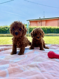 Cucciolata Barbone 04/06/2025